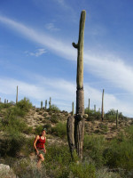 Kaktusy saguaro v Sonorsk pouti - pomen vky