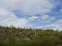 Kaktusy saguaro v Sonorsk pouti