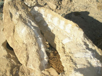 Zkamenlina v pouti Gobi
