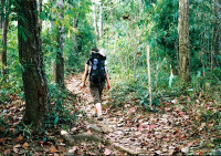 Trasy trek asto vedou bambusovmi lesy, kter zde vyrostly po vymcen pvodnho pralesa