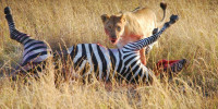 Lev požírá zebru na safari v Keni